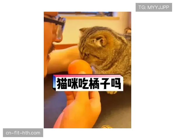 掌敏洁家的猫都比我省吃俭用